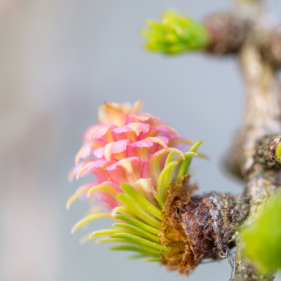 Larch Lärche Selbstvertrauens-Blüte Bachblüte